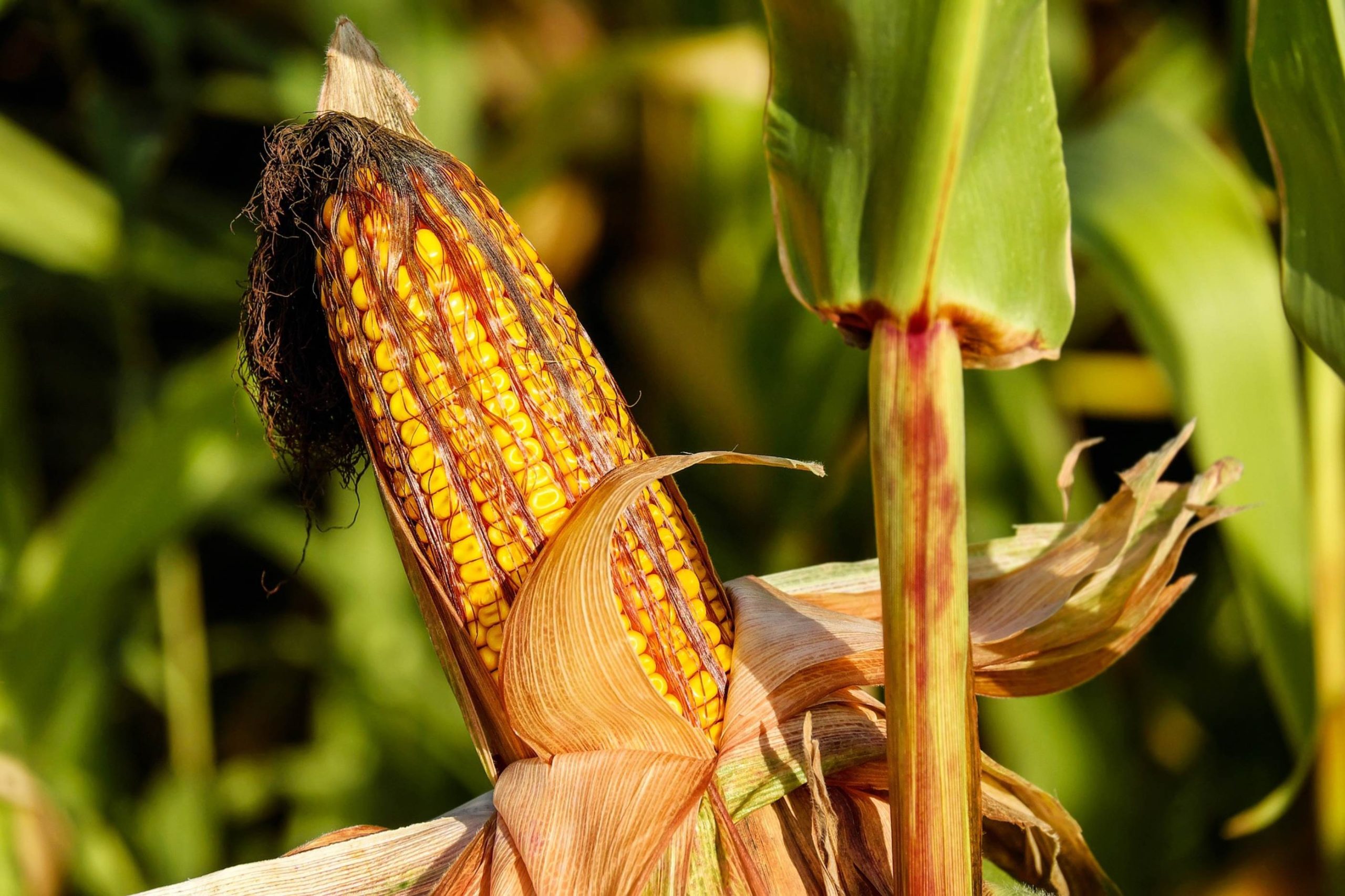 Maize