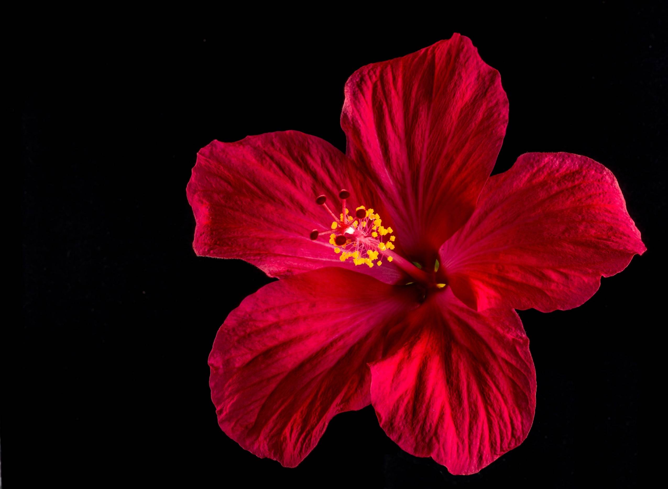 Hibiscus4