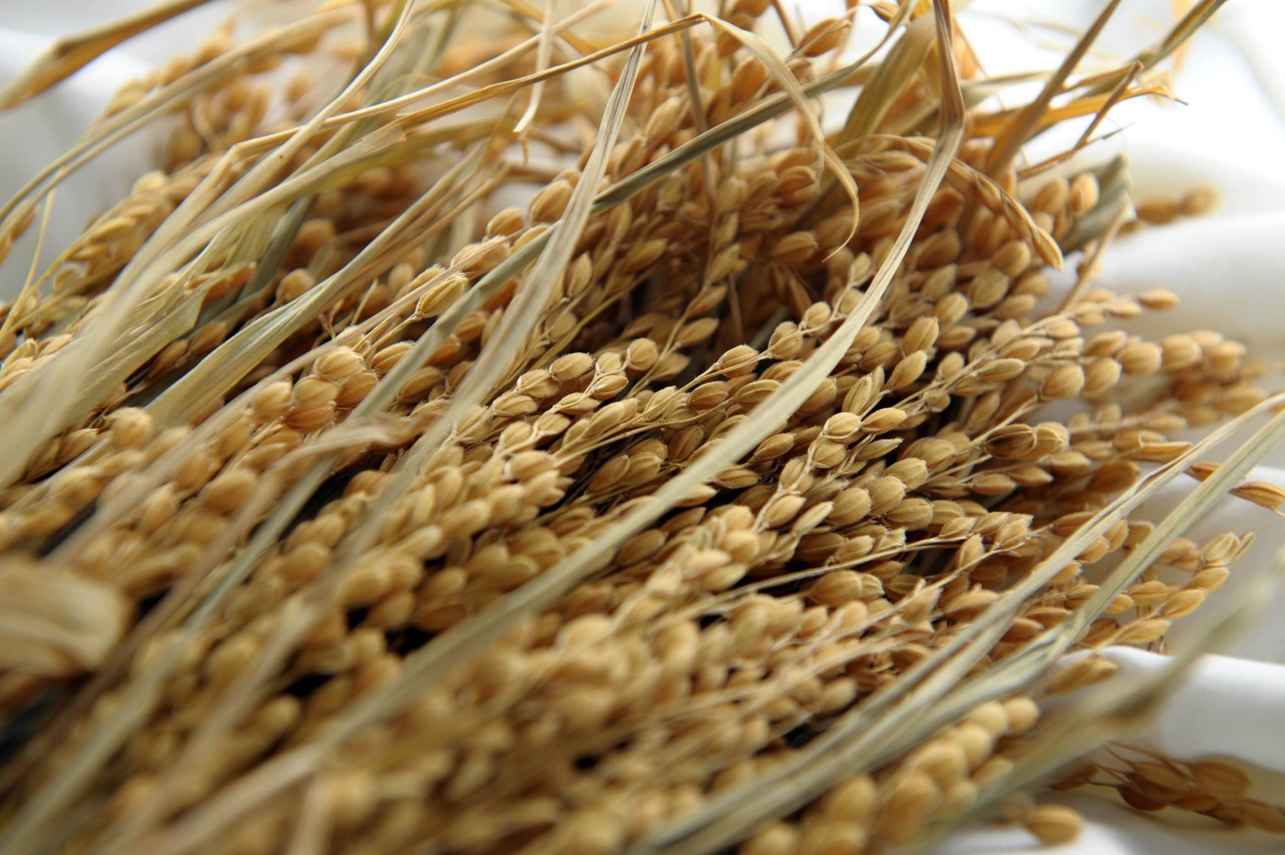 Paddy rice6