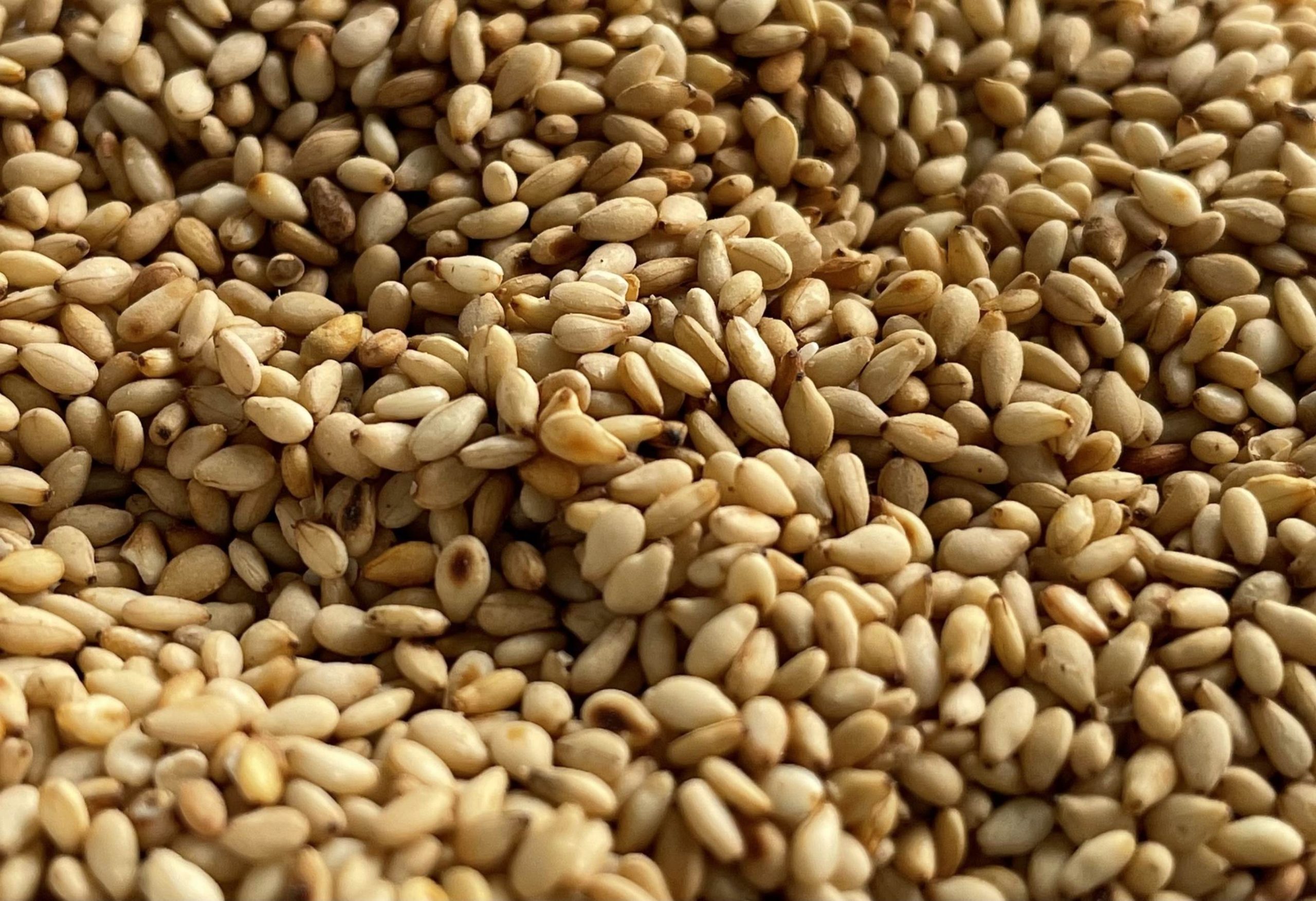 Sesame seed